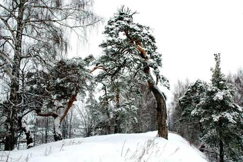 На городецком валу